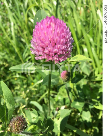 ピンク色の芍薬の花 ピンク色の芍薬の花 140076058