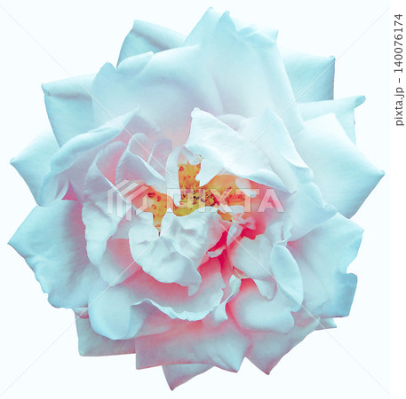 Light pink rose flower on white isolated background. Closeup. For design. Nature. Light pink rose flower on white isolated background. Closeup. For design. Nature. 140076174