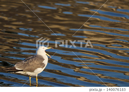 大きな口を開けて鳴くウミネコと潟湖のさざなみ 大きな口を開けて鳴くウミネコと潟湖のさざなみ 140076183