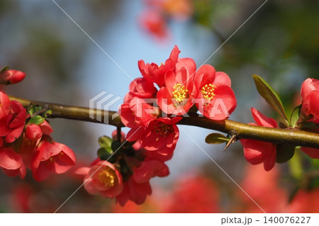 赤いボケの花 赤いボケの花 140076227
