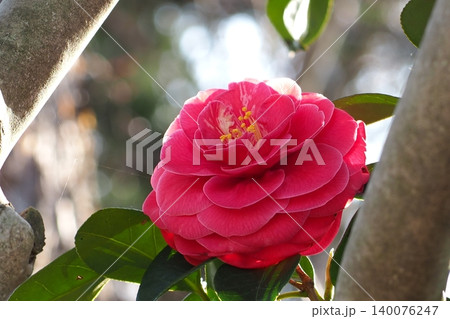 赤い椿の花 赤い椿の花 140076247