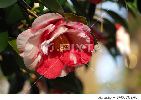 赤い模様の椿の花 赤い模様の椿の花 140076248