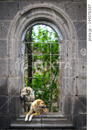 Two dogs sit or lie near window with metal grid Two dogs sit or lie near window with metal grid 140076287
