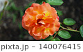 バラ 140076415