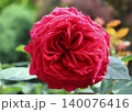 バラ 140076416