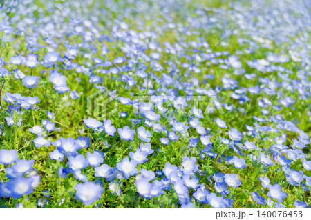 淡い青紫のネモフィラが咲く春の花畑のやわらかな風景 140076453