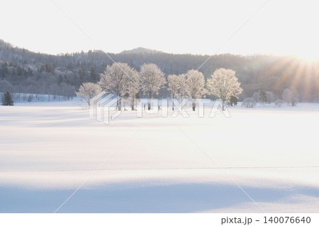 北海道道北の霧氷の木立と雪原、朝陽の光芒、ハイキーな里山 北海道道北の霧氷の木立と雪原、朝陽の光芒、ハイキーな里山 140076640