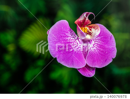 Vibrant Purple Phalaenopsis Orchid Flower Covered in Fresh Dewdrops Vibrant Purple Phalaenopsis Orchid Flower Covered in Fresh Dewdrops 140076978