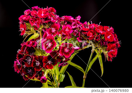 Vibrant Red Sweet William Dianthus Flowers on Black Background Vibrant Red Sweet William Dianthus Flowers on Black Background 140076980