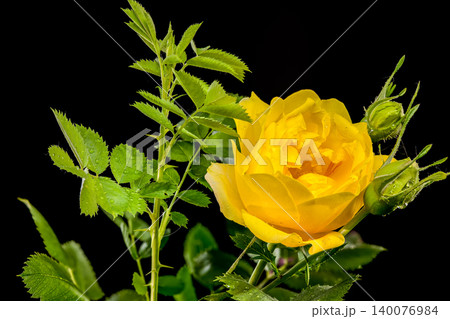 Beautiful Yellow Rose Flower with Green Leaves on Black Background Beautiful Yellow Rose Flower with Green Leaves on Black Background 140076984