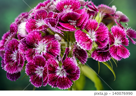 Vibrant Pink Sweet William Dianthus Flowers on Green Background Vibrant Pink Sweet William Dianthus Flowers on Green Background 140076990