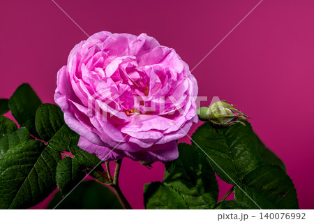 Lush Pink Rose Flower and Unopened Bud Against Magenta Background Lush Pink Rose Flower and Unopened Bud Against Magenta Background 140076992