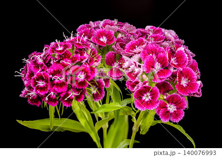 Beautiful Pink Sweet William Dianthus Flowers on Black Background Beautiful Pink Sweet William Dianthus Flowers on Black Background 140076993