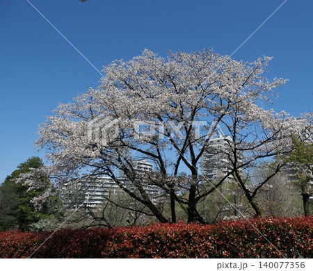 桜 桜 140077356