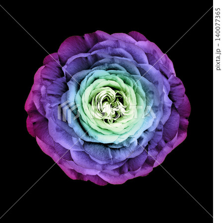 Rose flower on the black isolated background with clipping path. Closeup. For design. Studio shot. Nature. Rose flower on the black isolated background with clipping path. Closeup. For design. Studio shot. Nature. 140077365