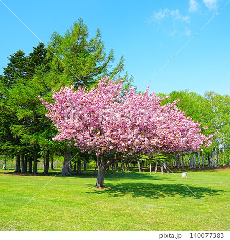 羊ケ丘展望台 八重桜 嵐の桜 140077383