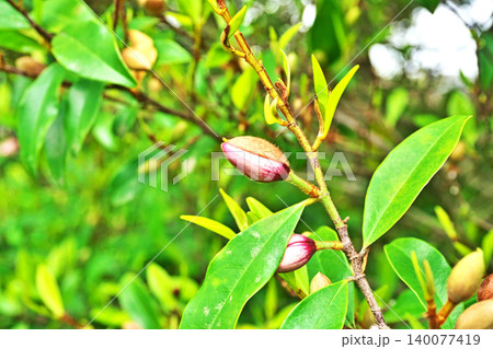 赤とクリーム色のカラタネオガタマの蕾(春、四月) 赤とクリーム色のカラタネオガタマの蕾(春、四月) 140077419