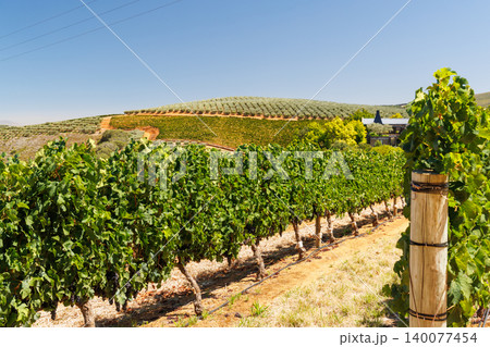 Sunlit vineyard rows with mountain backdrop Sunlit vineyard rows with mountain backdrop 140077454