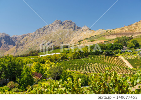 Sunlit vineyards in South Africa Sunlit vineyards in South Africa 140077455