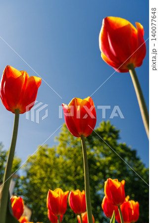 Red tulips from below against deep blue sky Red tulips from below against deep blue sky 140077648