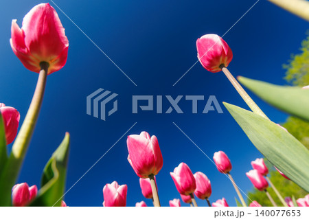 Red tulips from below against deep blue sky 140077653
