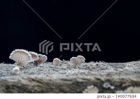 Close-up fungus growing ,Mushroom on a wood dark background with copy space 140077684
