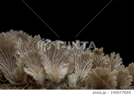 Close-up fungus growing ,Mushroom on a wood dark background with copy space 140077689
