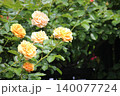 黄色いバラ 140077724
