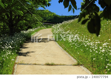 フランス菊の咲く道 フランス菊の咲く道 140077794