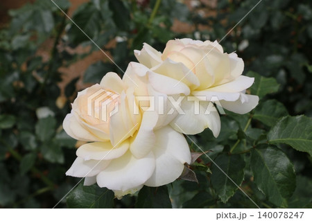 薔薇 薔薇 140078247