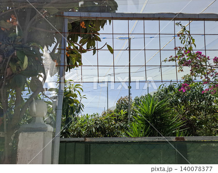 A view shows a metal mesh wire fence looking into a green garden with blooming bougainvillea flowers and ripe loquat fruits covered by a protective net. Bright daylight fills the scene. A view shows a metal mesh wire fence looking into a green garden with blooming bougainvillea flowers and ripe loquat fruits covered by a protective net. Bright daylight fills the scene. 140078377