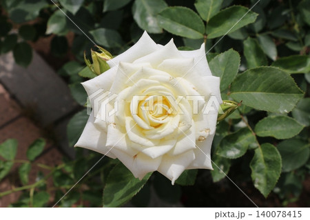 薔薇 薔薇 140078415