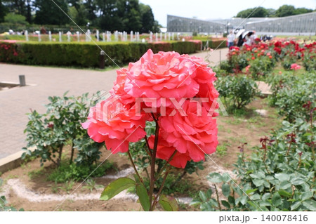 薔薇 薔薇 140078416