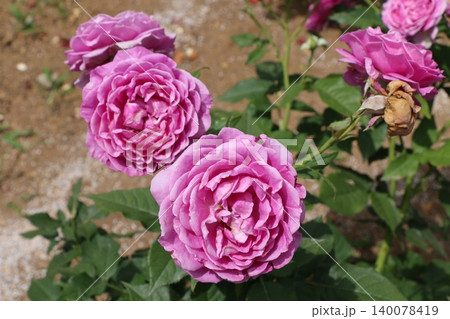 薔薇 薔薇 140078419
