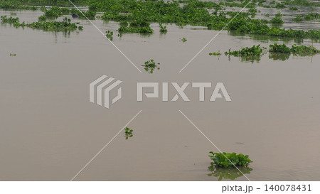 Green water hyacinth weed floating on muddy river surface background Green water hyacinth weed floating on muddy river surface background 140078431
