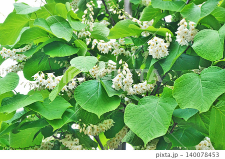 白い小さなハクウンボクの花(春、四月) 白い小さなハクウンボクの花(春、四月) 140078453