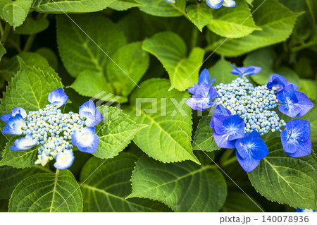 公園に咲く紫陽花 公園に咲く紫陽花 140078936