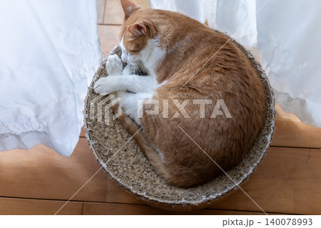 眠る猫　茶トラ白 140078993