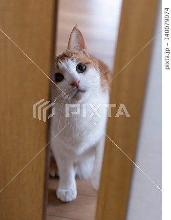ドアの隙間から覗く猫 茶トラ白 ドアの隙間から覗く猫 茶トラ白 140079074