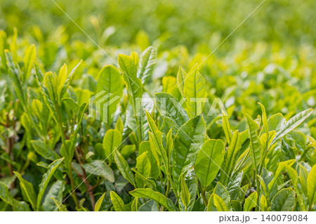 朝日に照らされる茶葉 140079084
