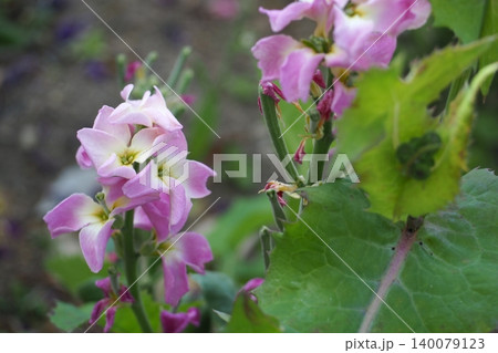 春の庭に咲くピンクの花 春の庭に咲くピンクの花 140079123