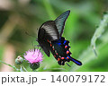 アザミとカラスアゲハ 140079172