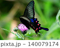 アザミとカラスアゲハ 140079174