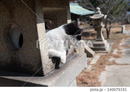 神社の石灯篭でくつろぐ可愛い猫 神社の石灯篭でくつろぐ可愛い猫 140079181