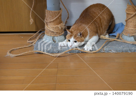 低い姿勢で獲物を狙う猫 茶トラ白 低い姿勢で獲物を狙う猫 茶トラ白 140079190