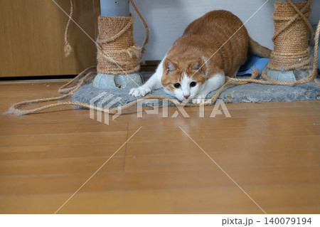 低い姿勢で獲物を狙う猫 茶トラ白 低い姿勢で獲物を狙う猫 茶トラ白 140079194