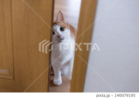 ドアの隙間から覗く猫 茶トラ白 ドアの隙間から覗く猫 茶トラ白 140079195