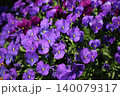 紫色のパンジーが咲いています 140079317
