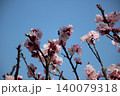 青空に映えるピンクの梅の花 140079318