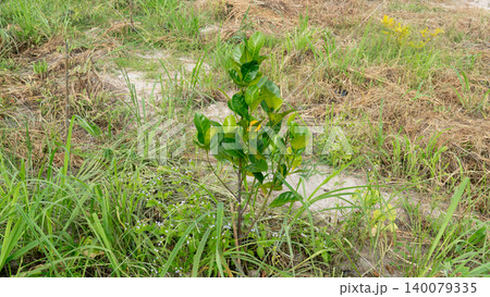 Tiny young green jackfruit sapling sprouting from the ground in an open rural field. Dry grass soil and wild weeds surround the small plant under soft daylight. 140079335